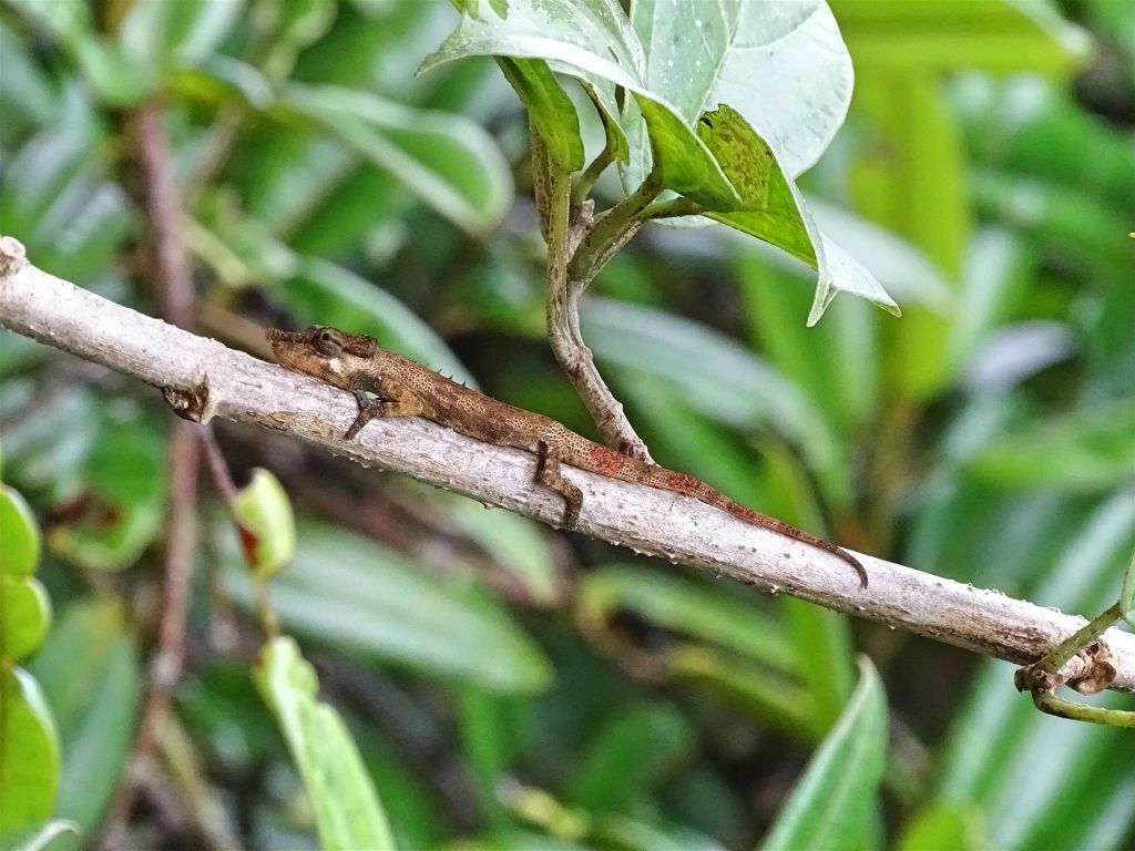 RANOMAFANA (NATIONAL PARK) - een kameleon