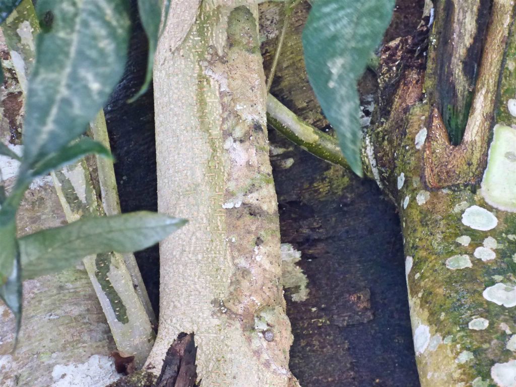 RANOMAFANA (NATIONAL PARK) - een Uroplatus sikorae bladstaartgekko