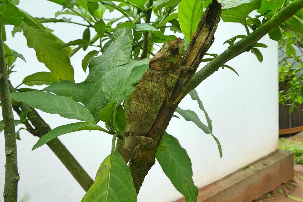 RANOMAFANA (NATIONAL PARK) - een kameleon