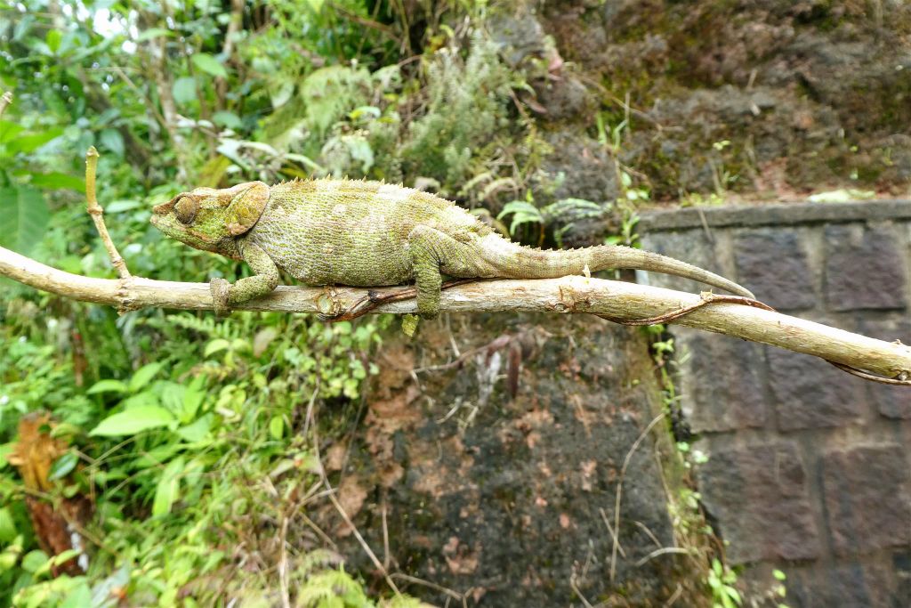 RANOMAFANA (NATIONAL PARK) - een kameleon