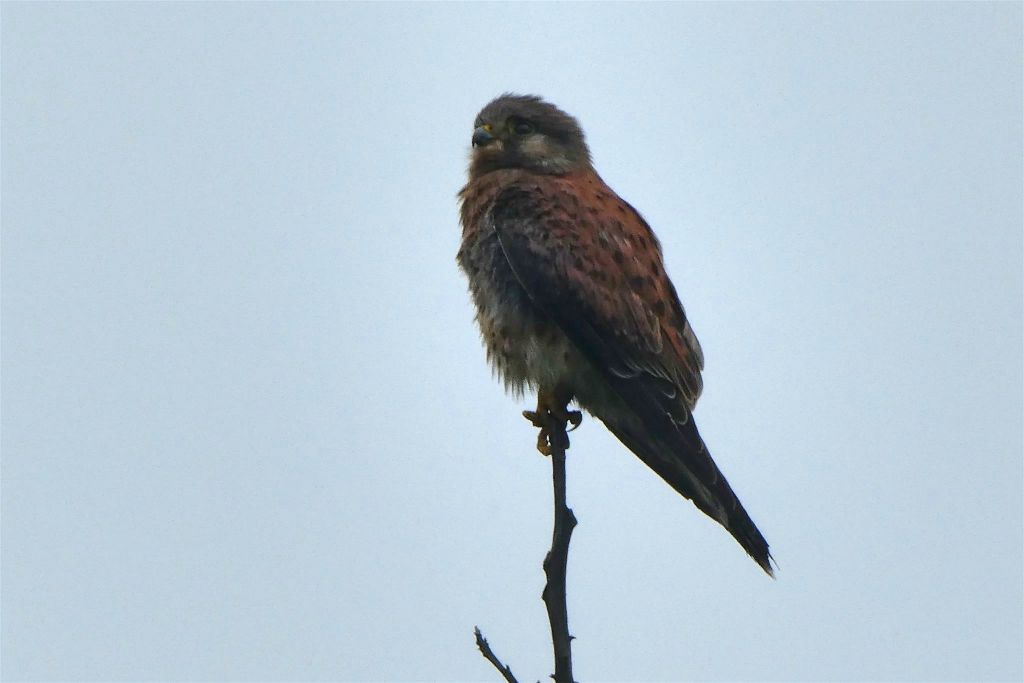 RANOMAFANA (NATIONAL PARK) - een Madagascartorenvalk