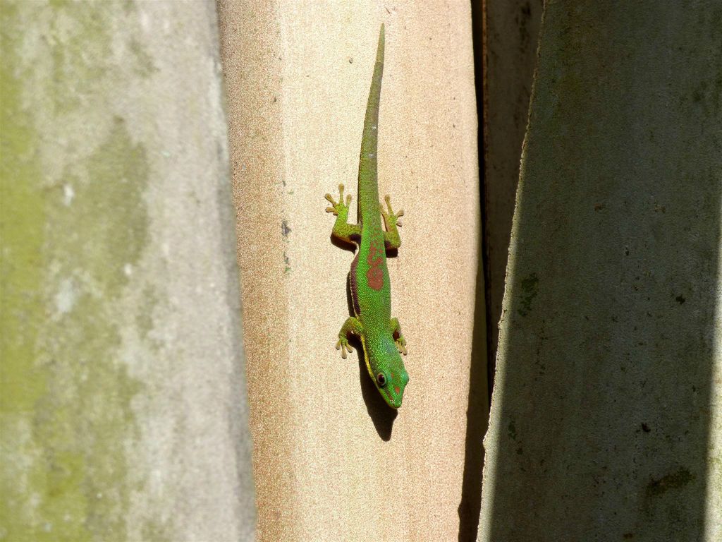 RANOMAFANA (ARBORETUM) - een Madagaskardaggekko
