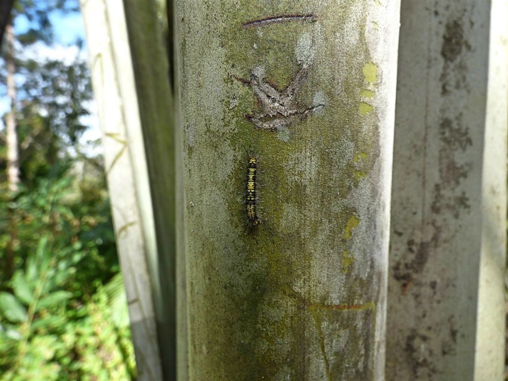 RANOMAFANA (ARBORETUM) - een rups