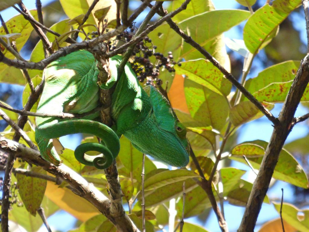 RANOMAFANA (ARBORETUM) - een Parsons kameleon