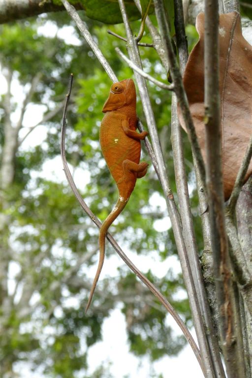 RANOMAFANA (ARBORETUM) - een Parsons kameleon