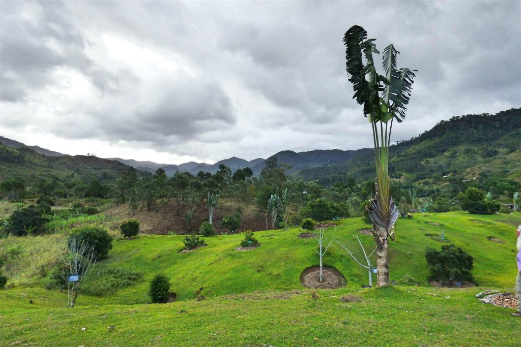 RANOMAFANA (ARBORETUM) - een botanische tuin