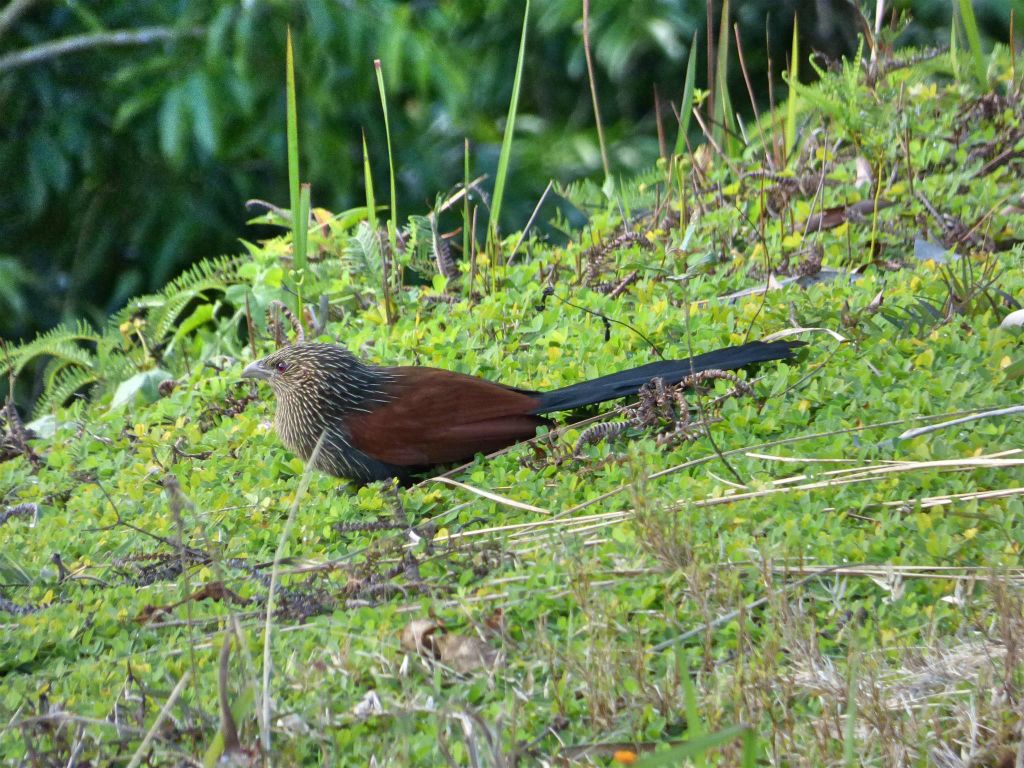 RANOMAFANA (ARBORETUM) - een toeloespoorkoekoek
