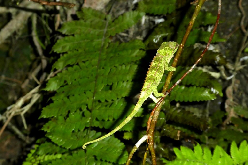 RANOMAFANA - een kameleon