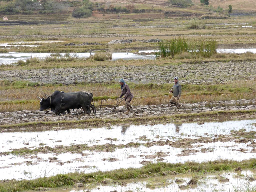 AMBOSITRA -> ANTOETRA - enkele Malagassiërs aan het ploegen met zeboes