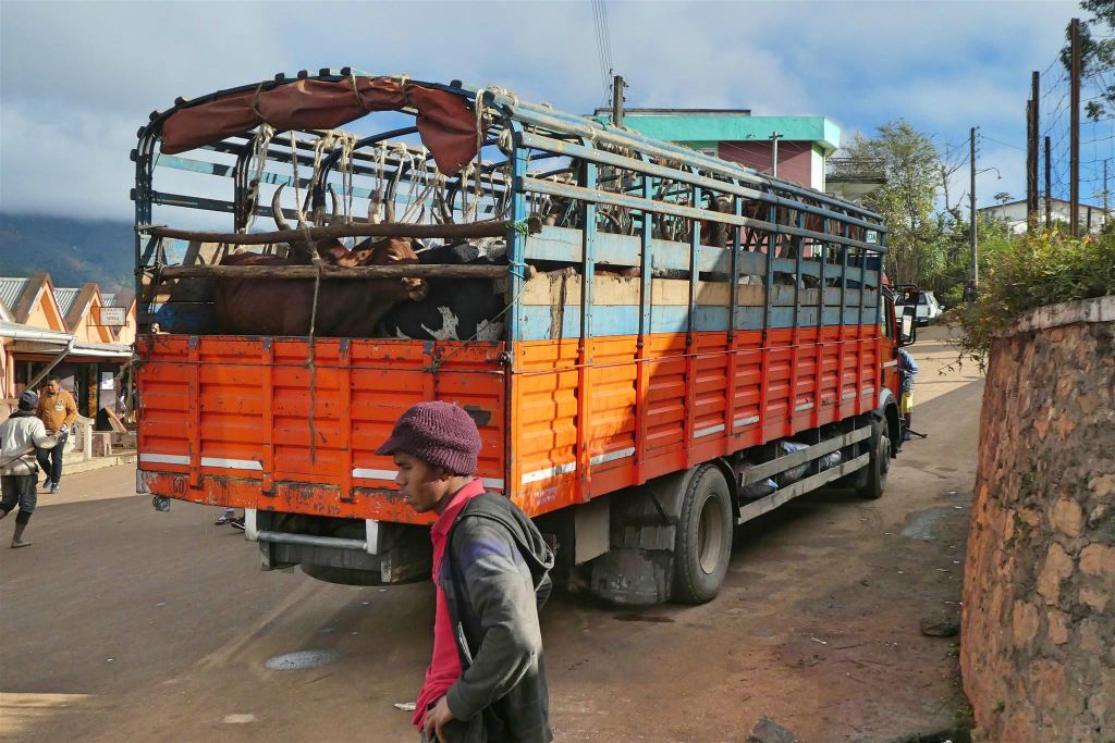 AMBOSITRA - een vrachtwagen met zeboes