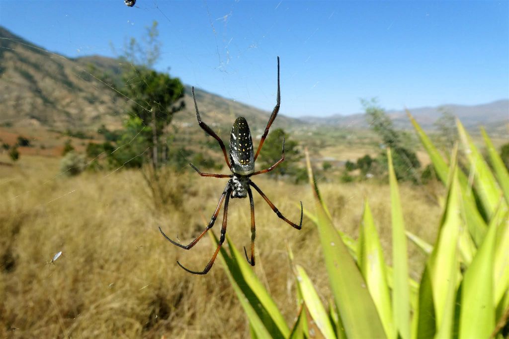 AMBOSITRA -> ANTSIRABE - een 'Nephila inaurata madagascariensis' spin