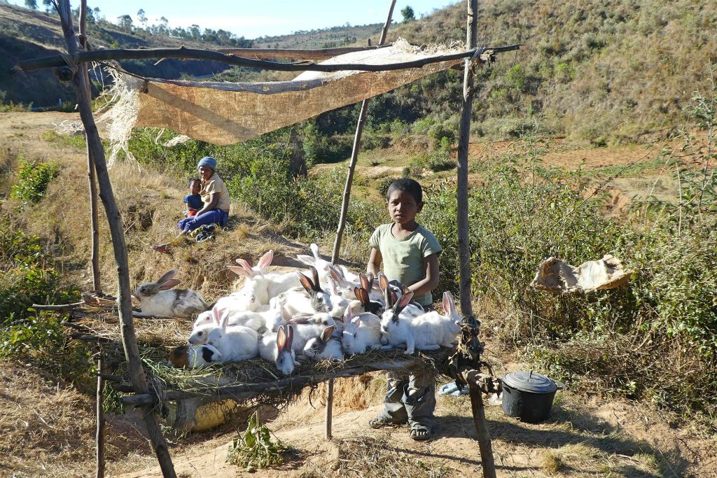 ANTSIRABE -> ANTANANARIVO - de verkoop van konijnen