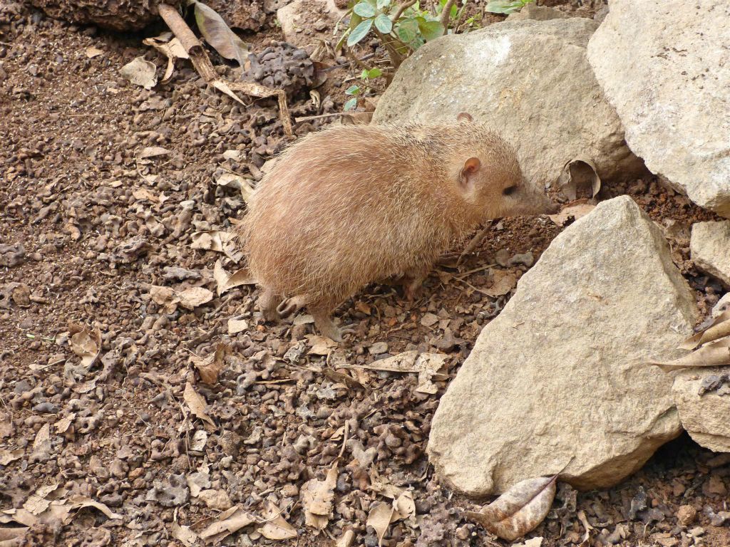 ANJIRO (PEYRIERAS REPTILE RESERVE) - een gewone tenrek
