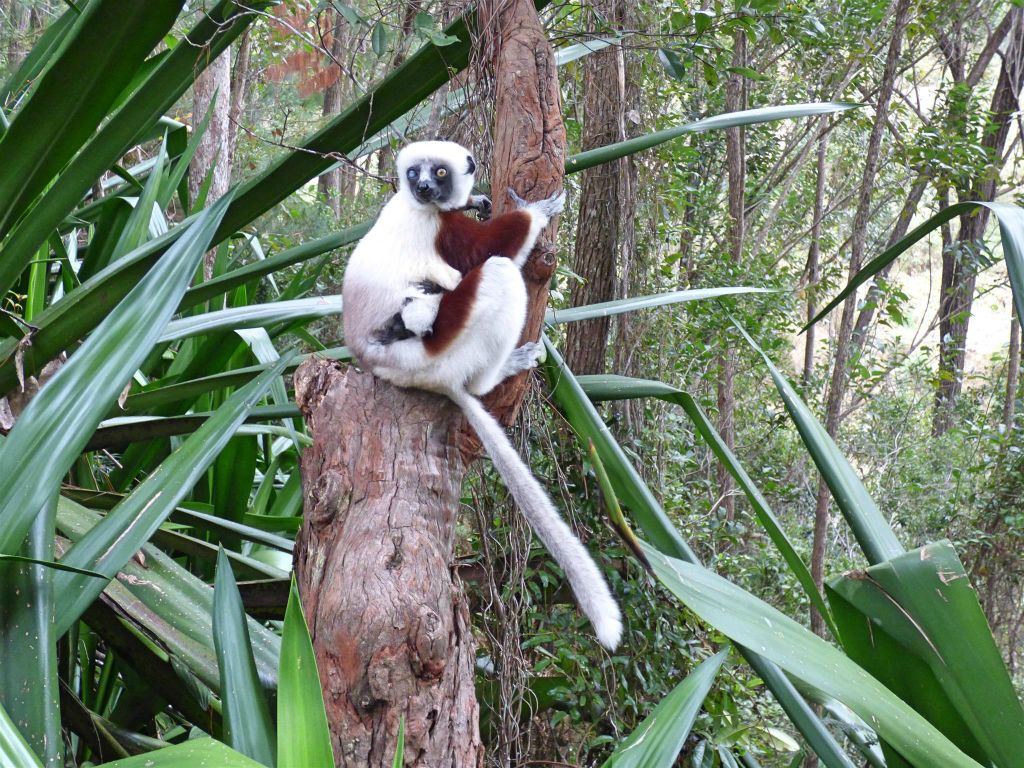 ANJIRO (PEYRIERAS REPTILE RESERVE) - een Coquerels kroonsifaka