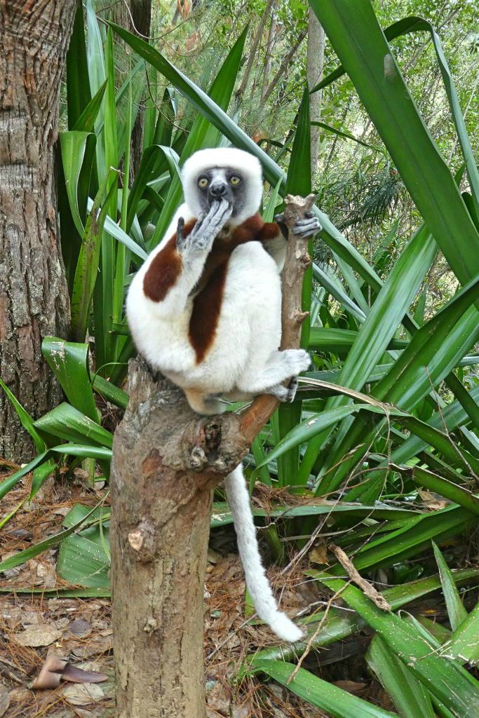 ANJIRO (PEYRIERAS REPTILE RESERVE) - een Coquerels kroonsifaka