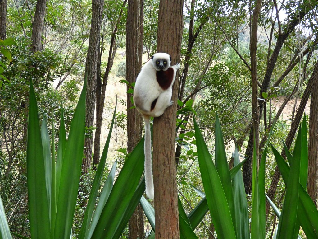 ANJIRO (PEYRIERAS REPTILE RESERVE) - een Coquerels kroonsifaka