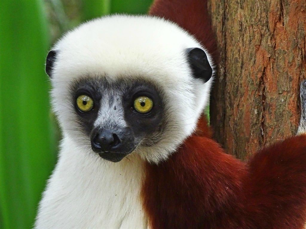 ANJIRO (PEYRIERAS REPTILE RESERVE) - een Coquerels kroonsifaka