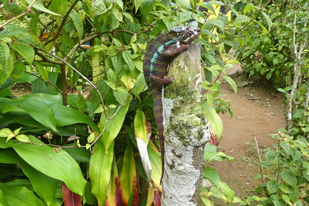 ANJIRO (PEYRIERAS REPTILE RESERVE) - een panterkameleon