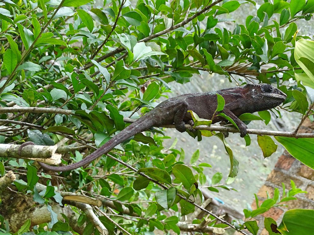 ANJIRO (PEYRIERAS REPTILE RESERVE) - een kameleon