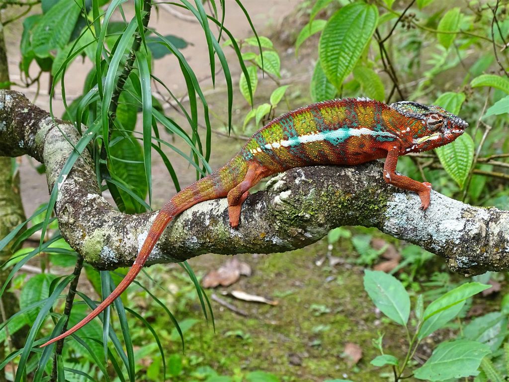 ANJIRO (PEYRIERAS REPTILE RESERVE) - een panterkameleon
