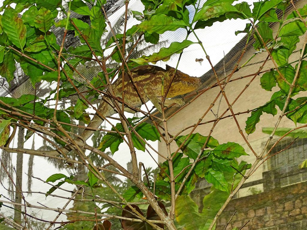 ANJIRO (PEYRIERAS REPTILE RESERVE) - een kameleon