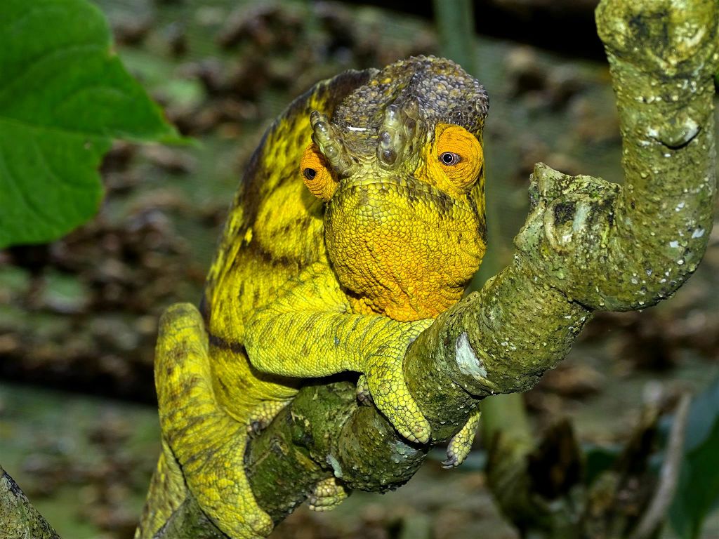 ANJIRO (PEYRIERAS REPTILE RESERVE) - een kameleon