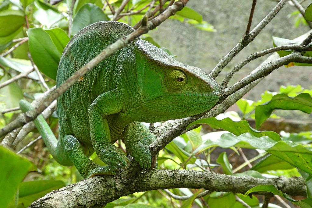 ANJIRO (PEYRIERAS REPTILE RESERVE) - een Parsons kameleon