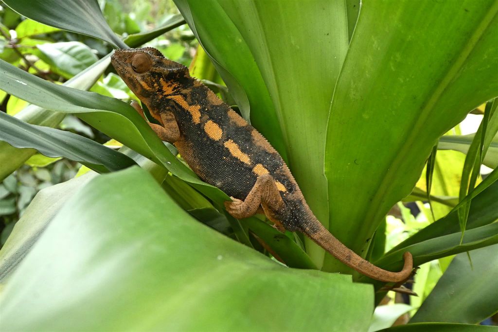 ANJIRO (PEYRIERAS REPTILE RESERVE) - een kameleon