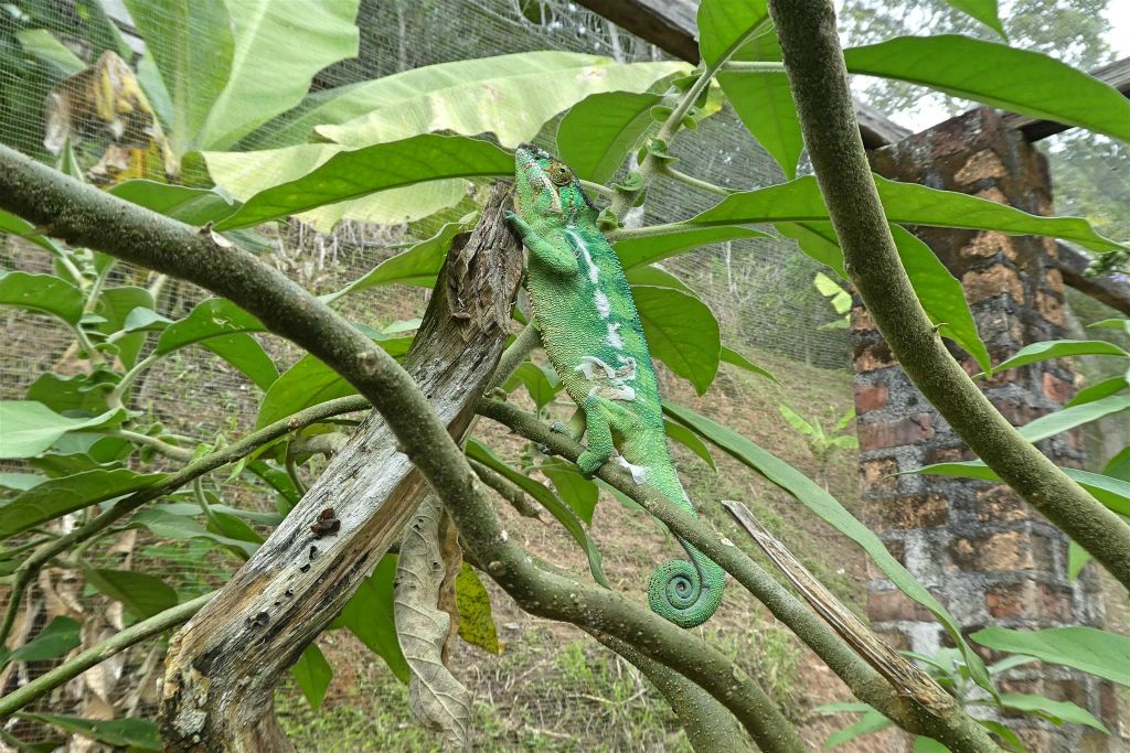 ANJIRO (PEYRIERAS REPTILE RESERVE) - een kameleon