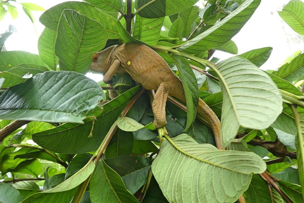 ANJIRO (PEYRIERAS REPTILE RESERVE) - een kameleon