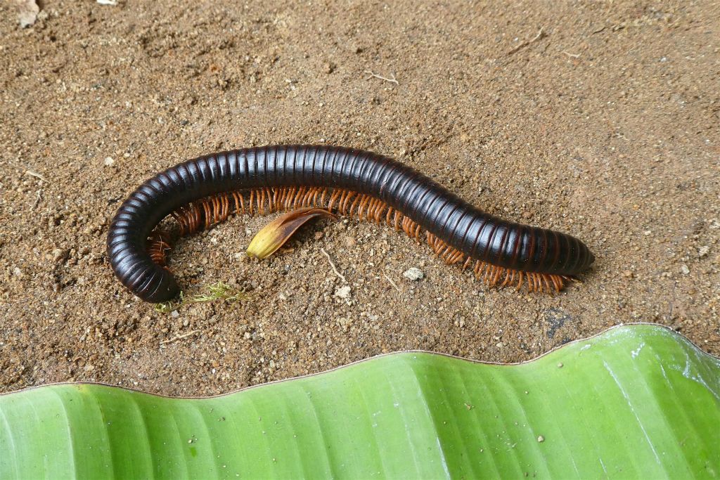 ANJIRO (PEYRIERAS REPTILE RESERVE) - een miljoenpoot