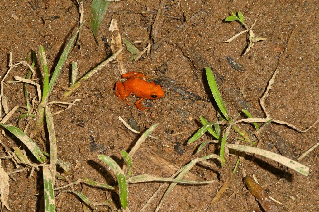 ANJIRO (PEYRIERAS REPTILE RESERVE) - een gouden mantella kikker