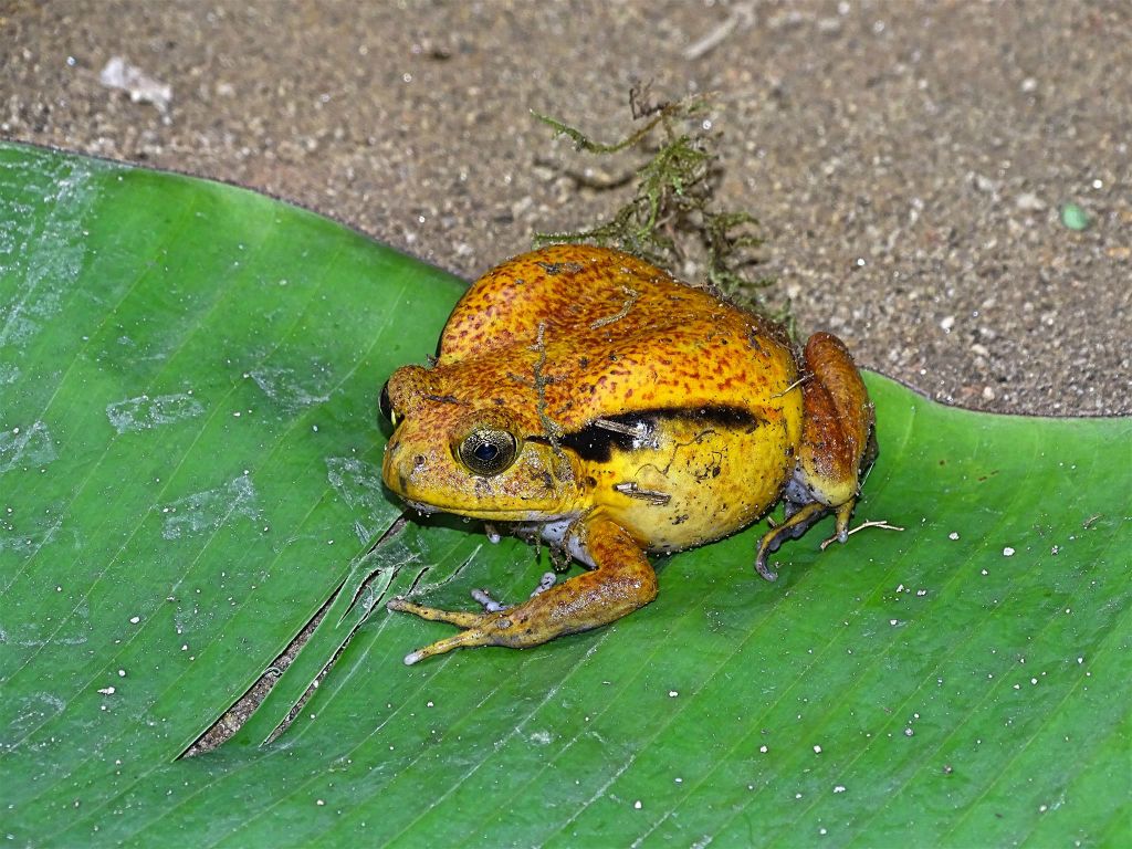 ANJIRO (PEYRIERAS REPTILE RESERVE) - een tomaatkikker