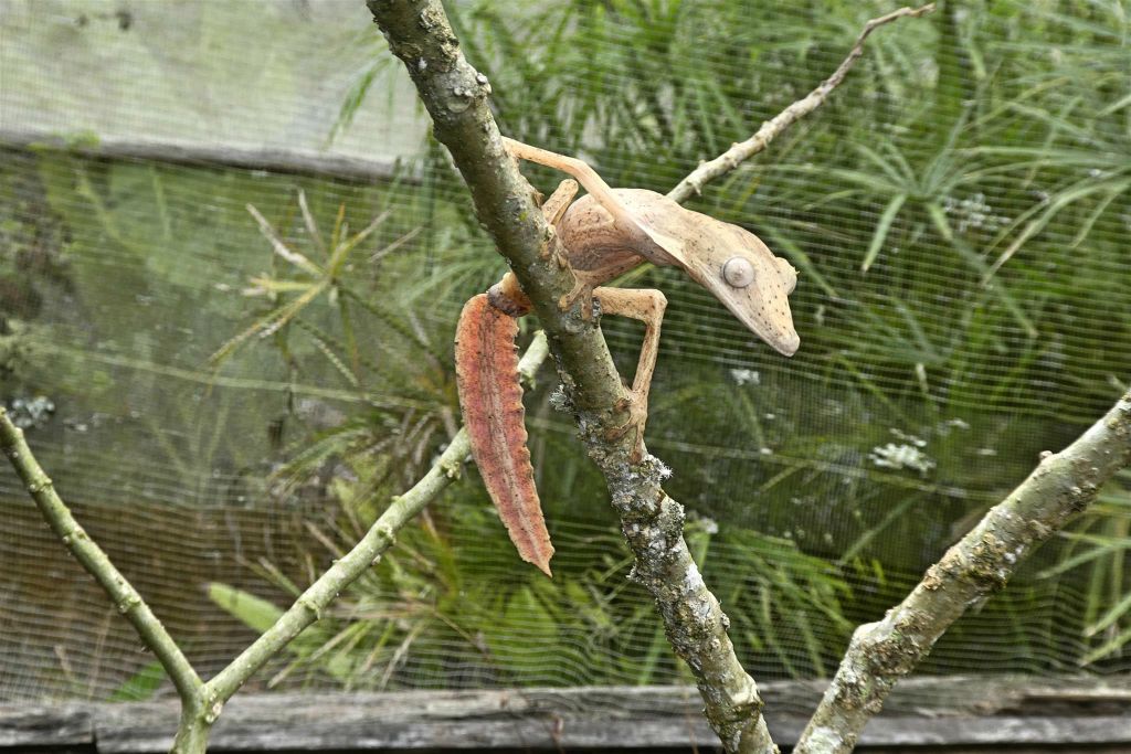 ANJIRO (PEYRIERAS REPTILE RESERVE) - een gestreepte bladstaartgekko