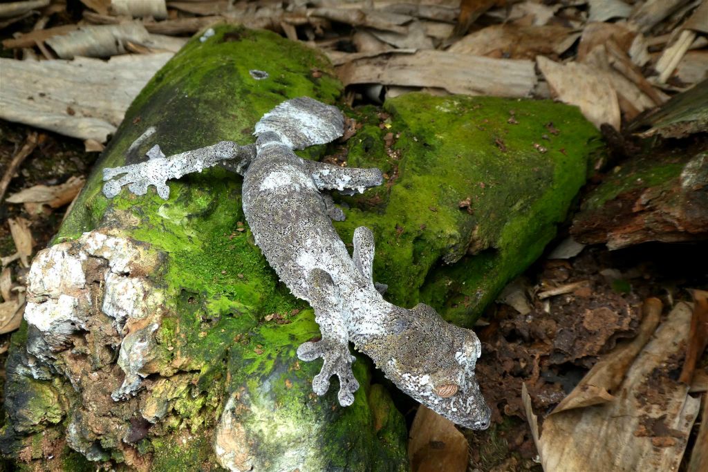 ANJIRO (PEYRIERAS REPTILE RESERVE) - een Madagaskarplatstaartgekko