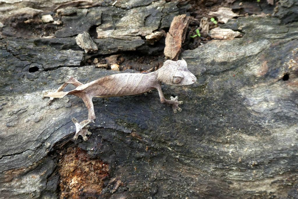 ANJIRO (PEYRIERAS REPTILE RESERVE) - een Uroplatus ebenaui bladstaartgekko