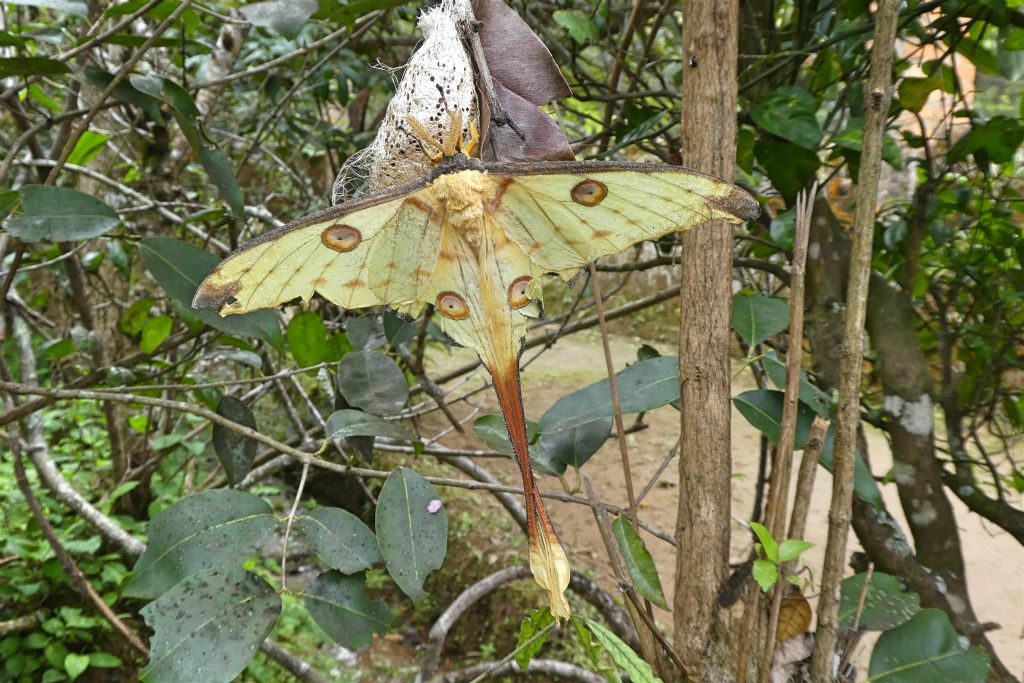ANJIRO (PEYRIERAS REPTILE RESERVE) - een komeetstaartvlinder