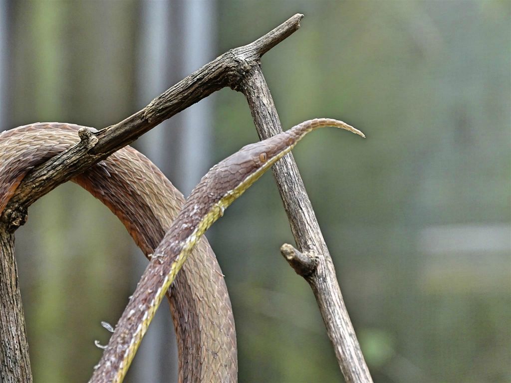 ANJIRO (PEYRIERAS REPTILE RESERVE) - een Madagaskarbladneusslang