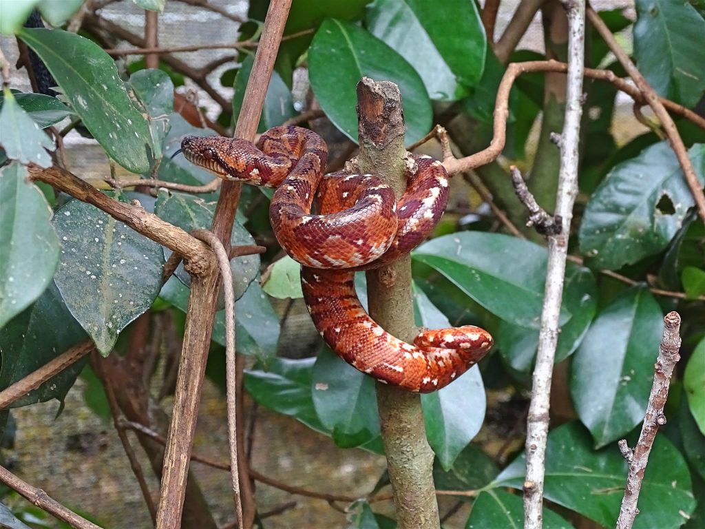 ANJIRO (PEYRIERAS REPTILE RESERVE) - een Madagaskar-hondskopboa
