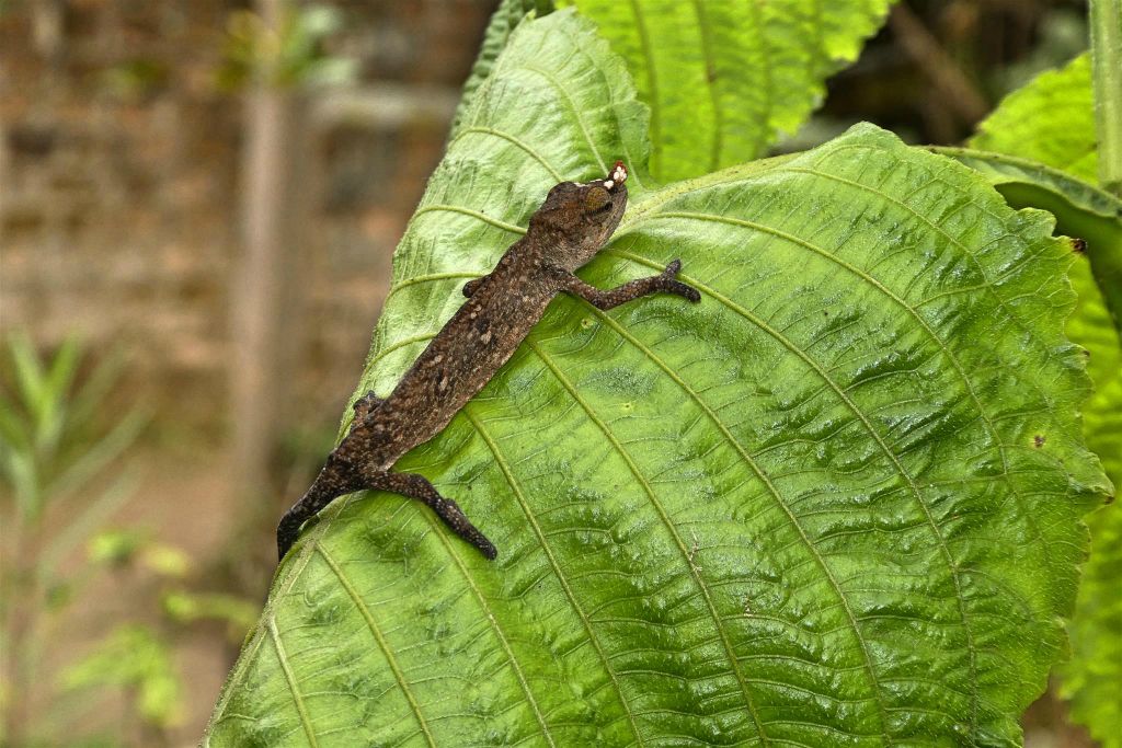 ANJIRO (PEYRIERAS REPTILE RESERVE) - een neushoornkameleon