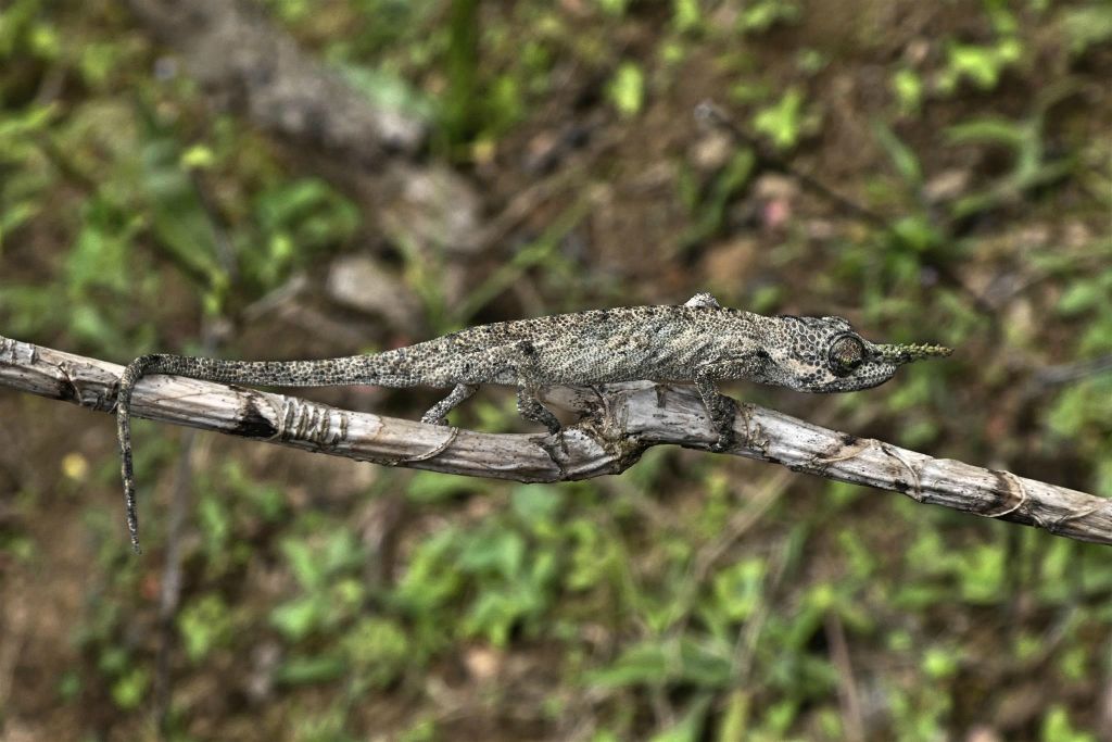 ANJIRO (PEYRIERAS REPTILE RESERVE) - een Calumma gallus kameleon