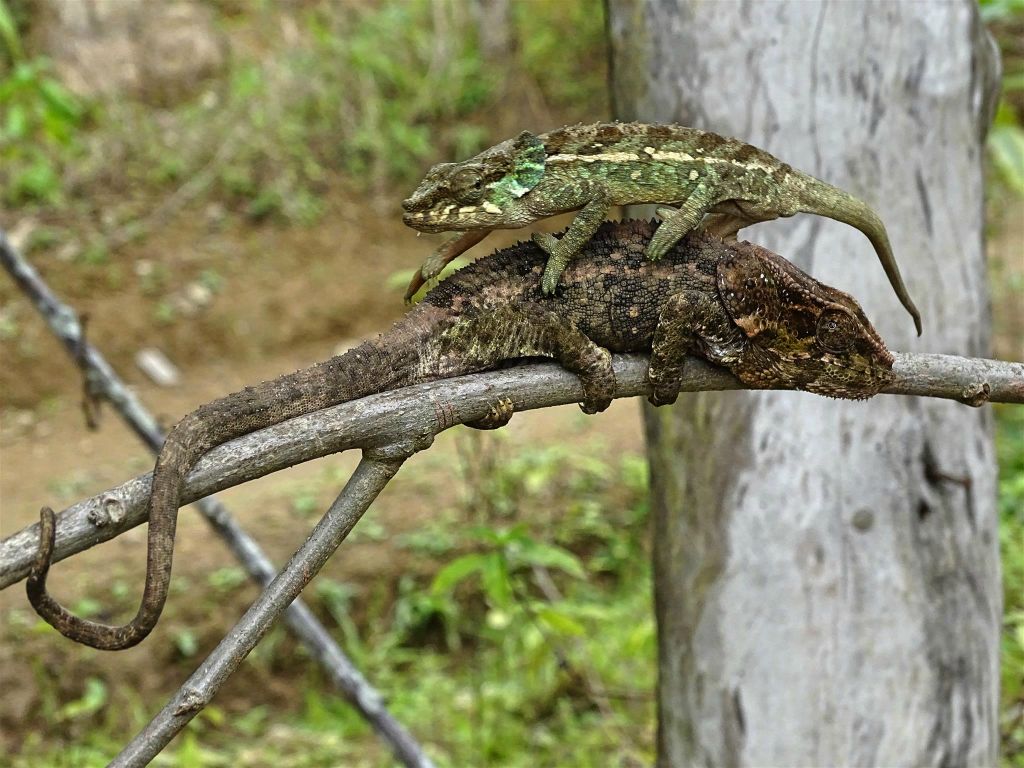 ANJIRO (PEYRIERAS REPTILE RESERVE) - twee kameleons