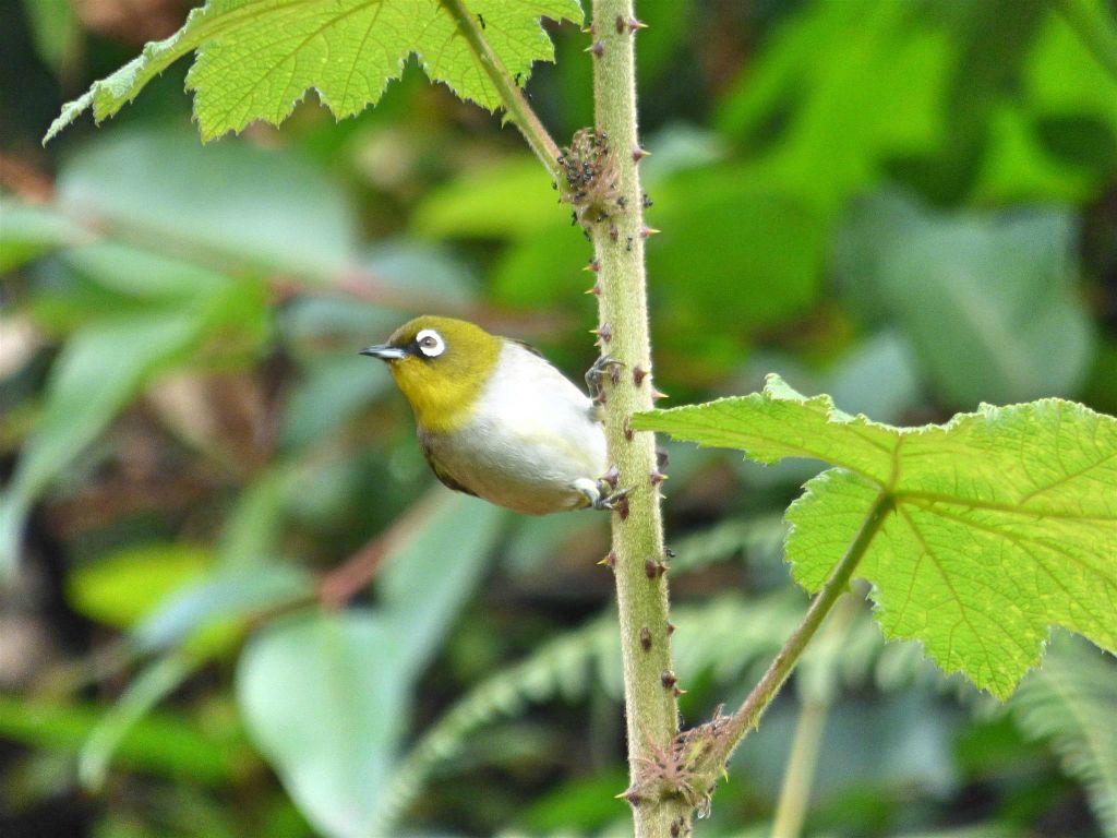 ANDASIBE (NATIONAL PARK) - een Madagaskarbrilvogel