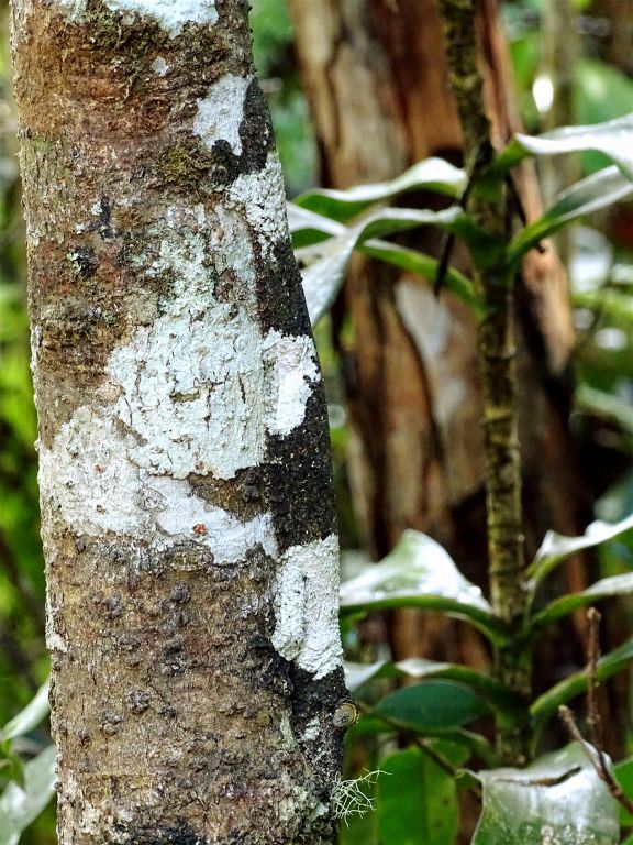 ANDASIBE (NATIONAL PARK) - een Uroplatus sikorae bladstaartgekko