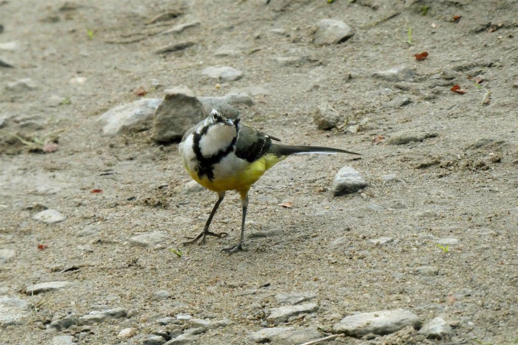 ANDASIBE (NATIONAL PARK) - een Madagaskarkwikstaart