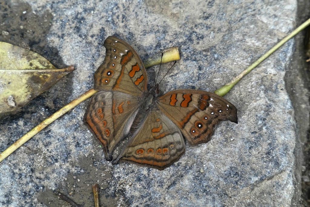 ANDASIBE (NATIONAL PARK) - een vlinder