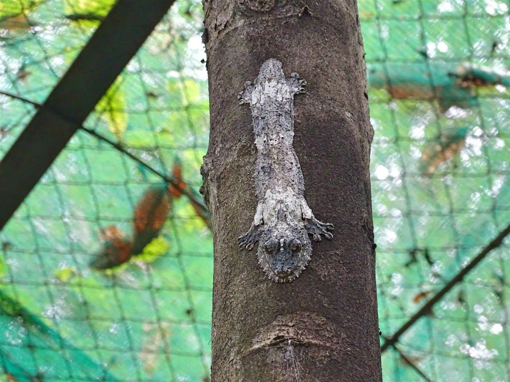 ANDASIBE (VAKONA PRIVATE RESERVE) - een Uroplatus sikorae bladstaartgekko