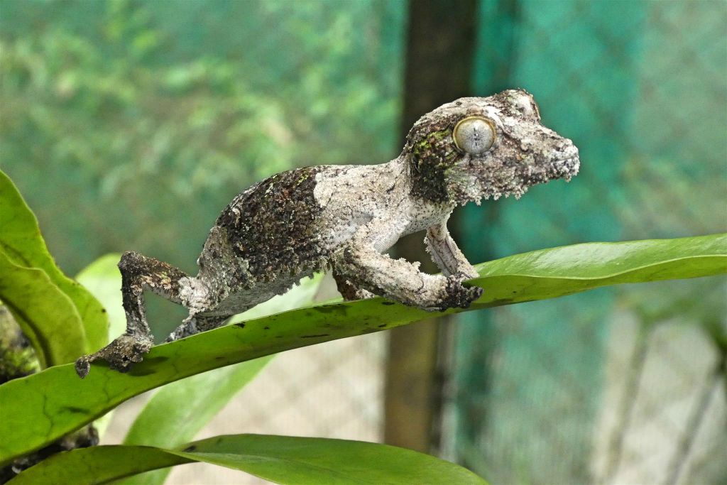 ANDASIBE (VAKONA PRIVATE RESERVE) - een Uroplatus sikorae bladstaartgekko