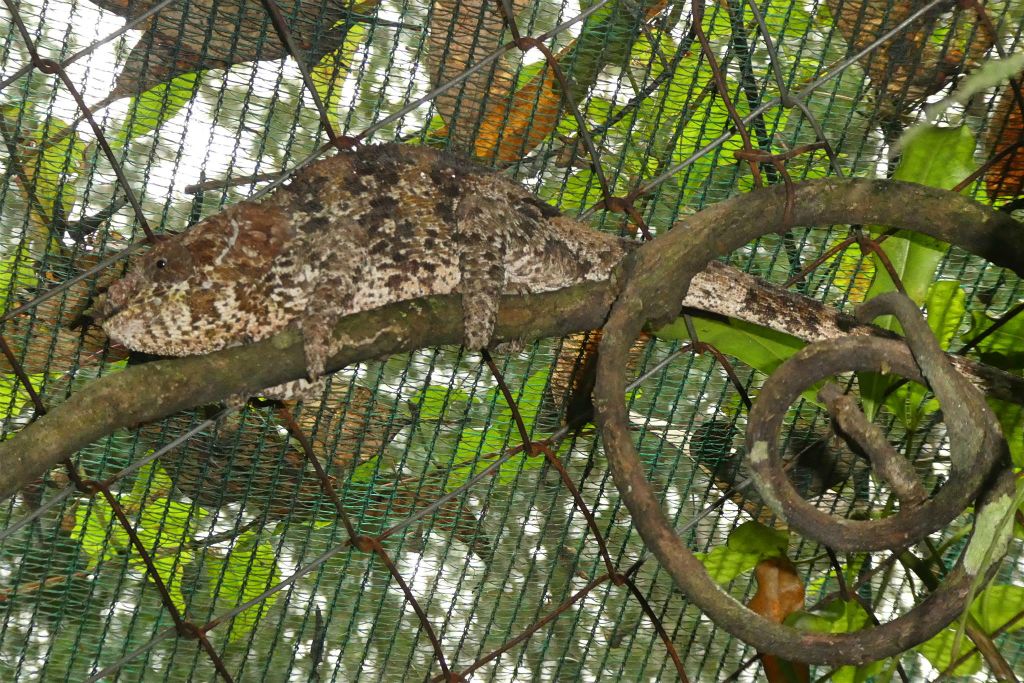 ANDASIBE (VAKONA PRIVATE RESERVE) - een kameleon
