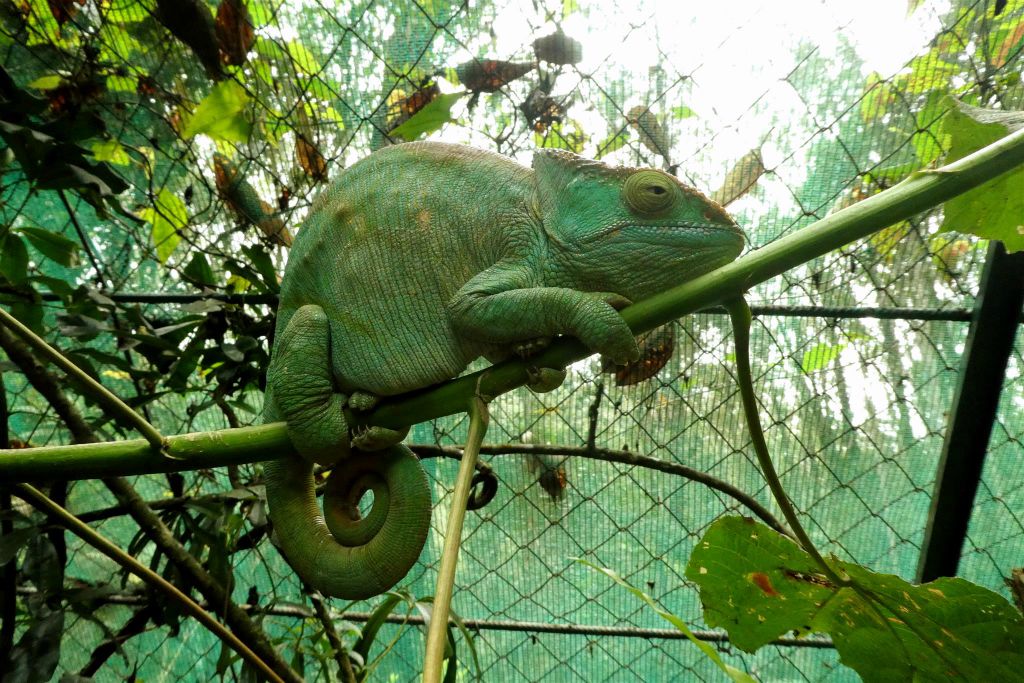 ANDASIBE (VAKONA PRIVATE RESERVE) - een Parsons kameleon